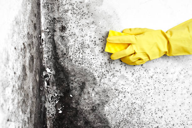 Best Certified Mold Removal  in Keokuk, IA