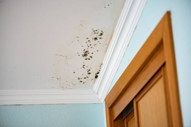Best Mold Cleaning Services  in Keokuk, IA