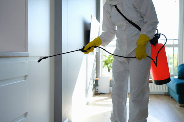 Best Same-Day Mold Removal  in Keokuk, IA