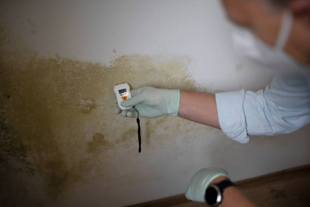 Best Black Mold Removal  in Keokuk, IA