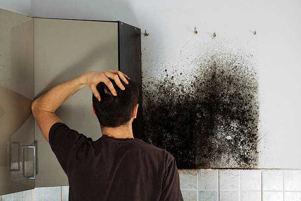 Best Mold Remediation  in Keokuk, IA
