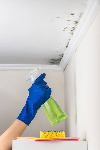 Best Office Mold Removal Services  in Keokuk, IA